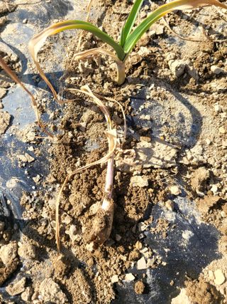 죽암호진님의 3월 농사 계획 같이해요 · 참여글 작성글 사진