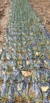 팜모닝 자유주제·자유게시판 게시글 이미지