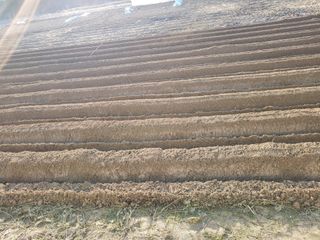 최남옥님의 감자 · 자유게시판 작성글 사진