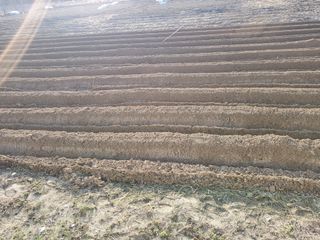 최남옥님의 감자 · 자유게시판 작성글 사진