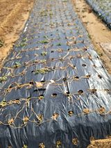 팜모닝 양파·자유게시판 게시글 이미지