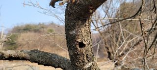 허화자님의 사과 · 병해충상담 작성글 사진