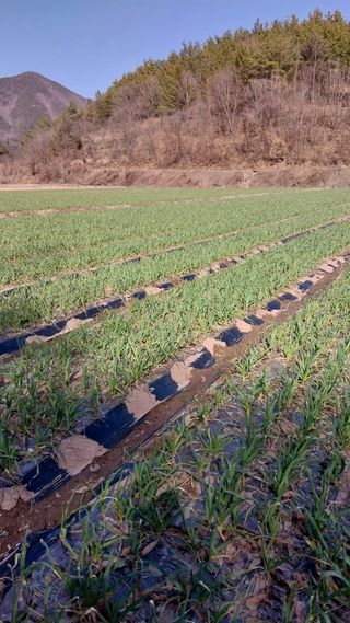 피롤땅지기님의 자유주제 · 자유게시판 작성글 사진