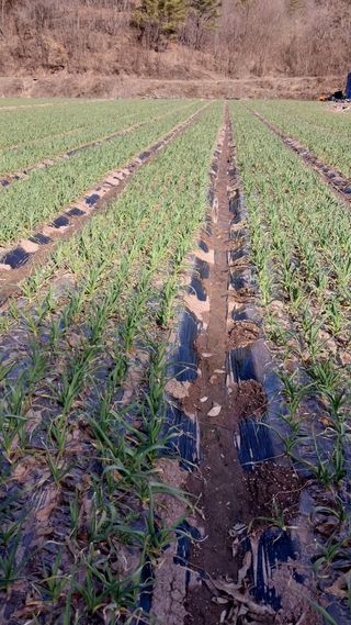 피롤땅지기님의 자유주제 · 자유게시판 작성글 사진