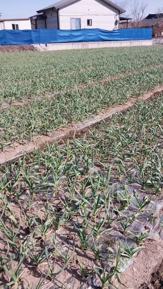 피롤땅지기님의 자유주제 · 자유게시판 작성글 사진