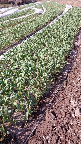 피롤땅지기님의 자유주제 · 자유게시판 작성글 사진