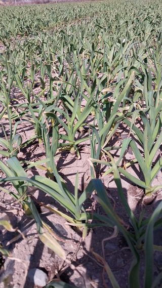 피롤땅지기님의 자유주제 · 자유게시판 작성글 사진