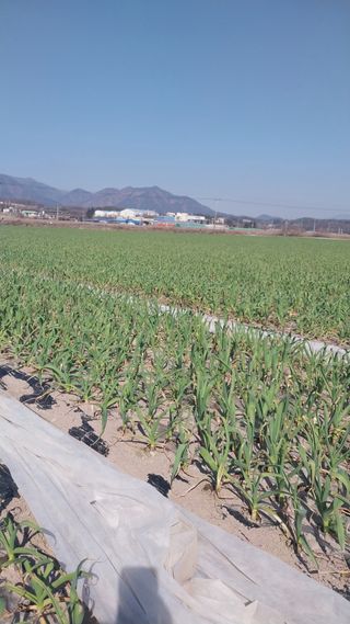 피롤땅지기님의 자유주제 · 자유게시판 작성글 사진