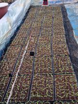 팜모닝 고추·파종•정식 게시글 이미지