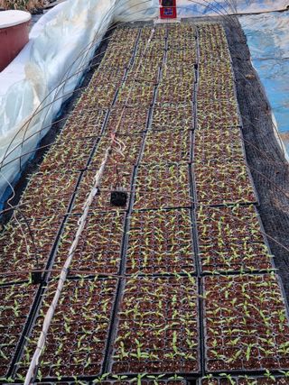 태풍한가름님의 고추 · 파종•정식 작성글 사진