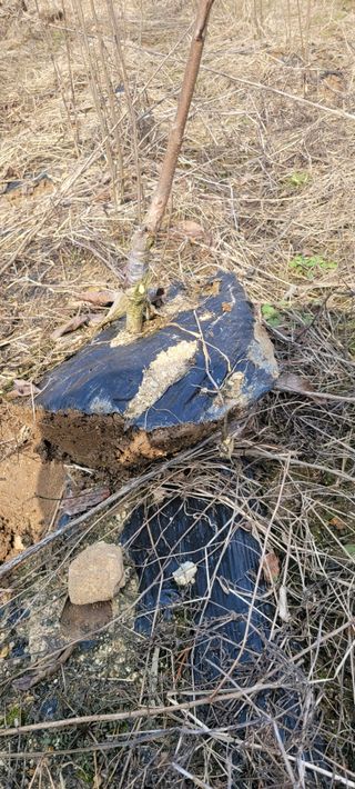 이동훈님의 감 · 자유게시판 작성글 사진