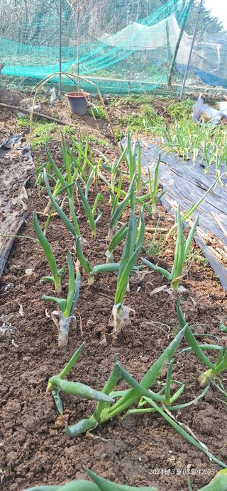 로즈마리님의 양파 · 영농일지 작성글 사진