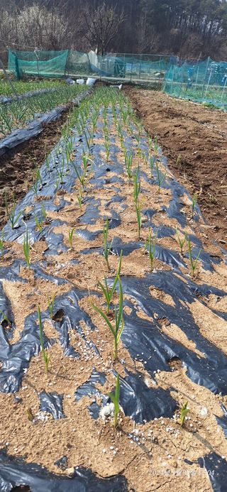 로즈마리님의 양파 · 영농일지 작성글 사진