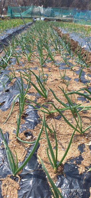 로즈마리님의 양파 · 영농일지 작성글 사진