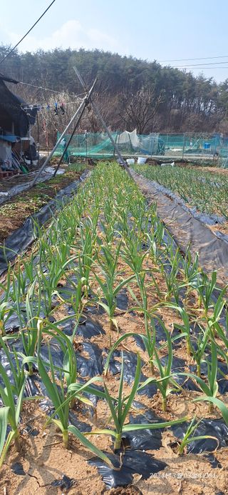 로즈마리님의 양파 · 영농일지 작성글 사진