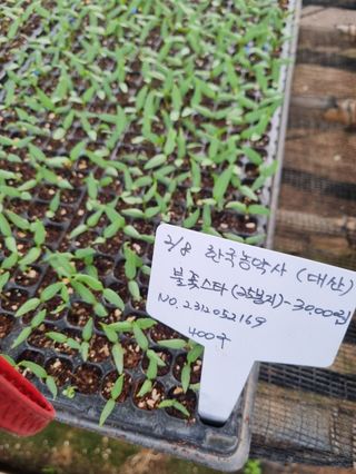 대산농사대장님의 고추 · 품종•종자 작성글 사진