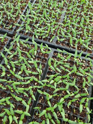 대산농사대장님의 고추 · 품종•종자 작성글 사진