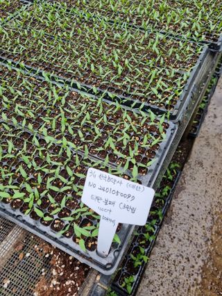 대산농사대장님의 고추 · 품종•종자 작성글 사진