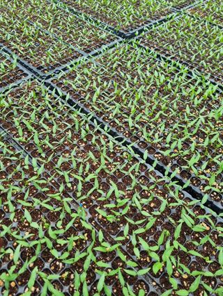 대산농사대장님의 고추 · 품종•종자 작성글 사진