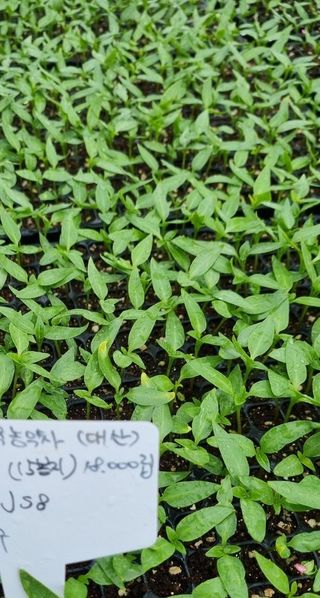 대산농사대장님의 고추 · 품종•종자 작성글 사진