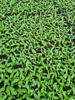 대산농사대장님의 고추 · 품종•종자 작성글 사진