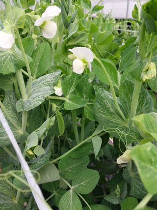 나성에 가면 이창희님의 농사, 무엇이든 물어보세요! · 참여글 작성글 사진