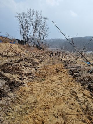 그린1505님의 복숭아 · 자유게시판 작성글 사진