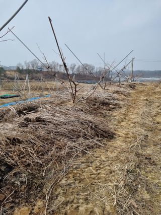 그린1505님의 복숭아 · 자유게시판 작성글 사진