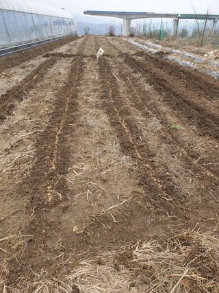 허굴산농장님의 기타작물 · 자유게시판 작성글 사진