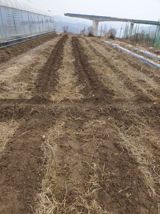 허굴산농장님의 기타작물 · 자유게시판 작성글 사진