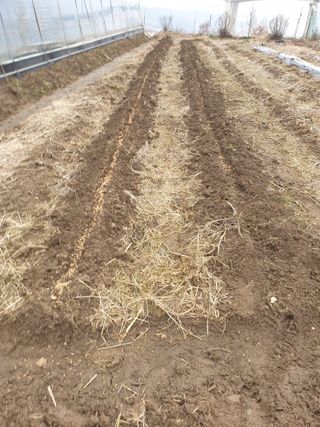 허굴산농장님의 기타작물 · 자유게시판 작성글 사진