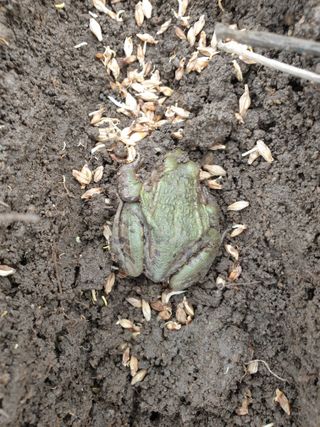 허굴산농장님의 기타작물 · 자유게시판 작성글 사진