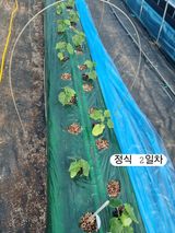 팜모닝 오이·자유게시판 게시글 이미지