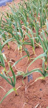 팜모닝 마늘·병해충상담 게시글 이미지