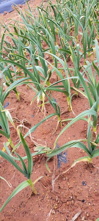 양선옥님의 마늘 · 병해충상담 작성글 사진