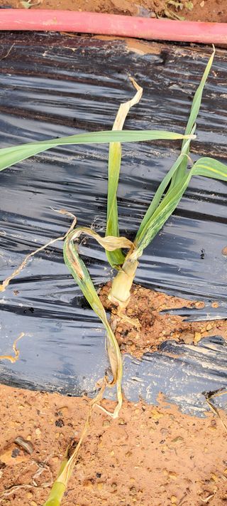 양선옥님의 마늘 · 병해충상담 작성글 사진