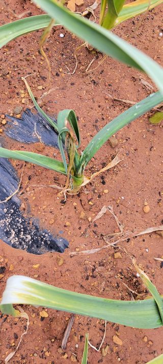 양선옥님의 마늘 · 병해충상담 작성글 사진