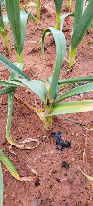 양선옥님의 마늘 · 병해충상담 작성글 사진