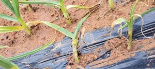 양선옥님의 마늘 · 병해충상담 작성글 사진