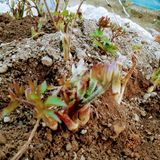 팜모닝 두릅·일상 게시글 이미지