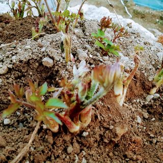 김종덕님의 두릅 · 일상 작성글 사진