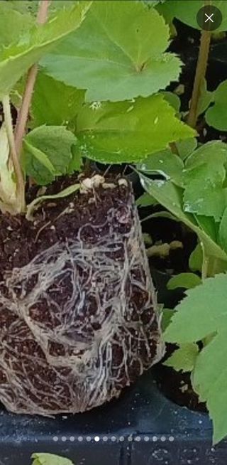 김종덕님의 두릅 · 일상 작성글 사진