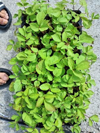 김종덕님의 두릅 · 일상 작성글 사진