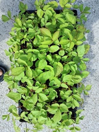 김종덕님의 두릅 · 일상 작성글 사진