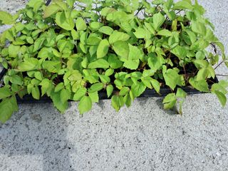 김종덕님의 두릅 · 일상 작성글 사진