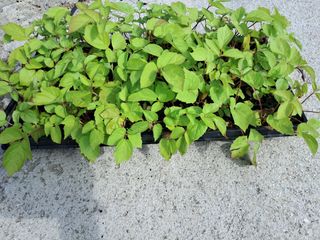 김종덕님의 두릅 · 일상 작성글 사진