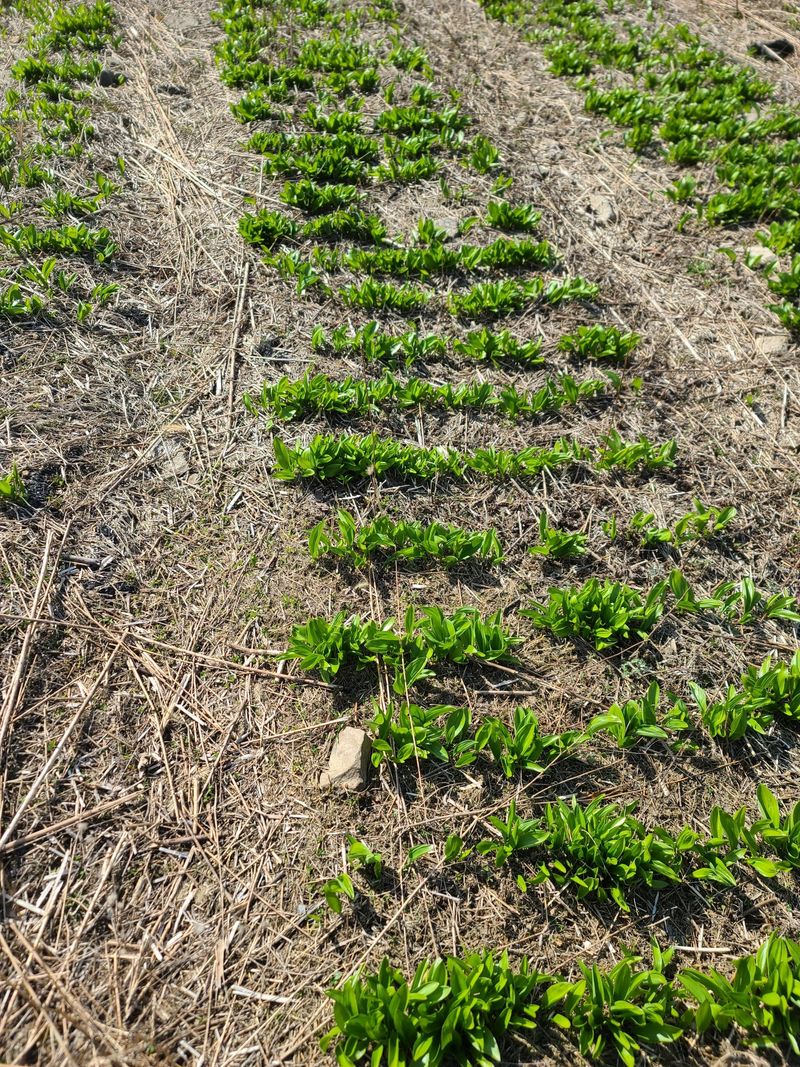 장터 상품 [울릉도산마늘] 썸네일
