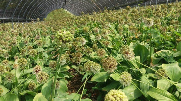 병풍취산채농원님의 장터 판매 상품 [울릉도산마늘] 첨부 사진