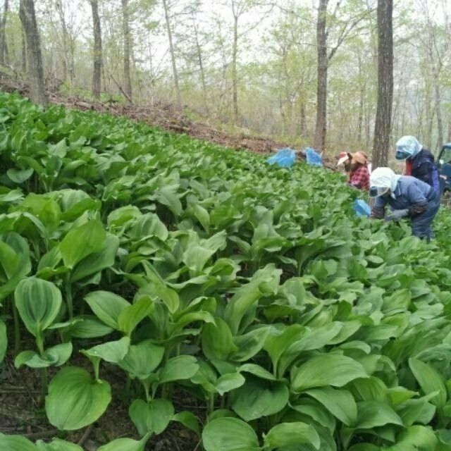 병풍취산채농원님의 장터 판매 상품 [울릉도산마늘] 첨부 사진