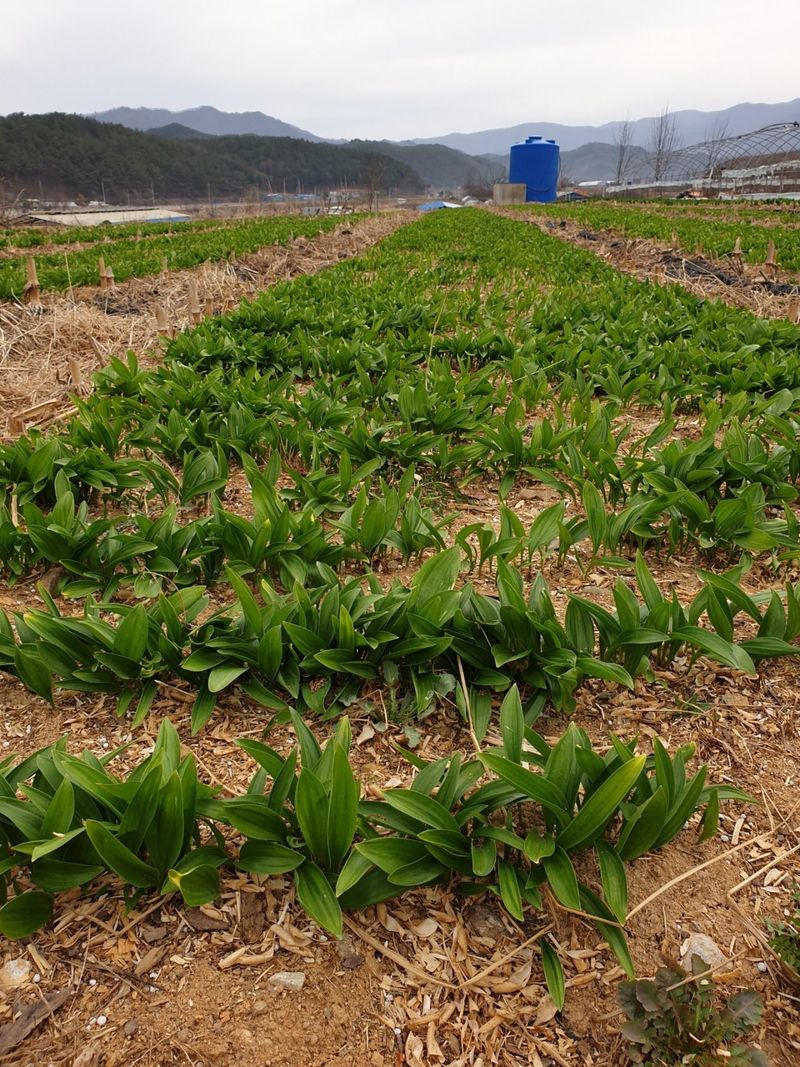 병풍취산채농원님의 장터 판매 상품 [울릉도산마늘] 첨부 사진